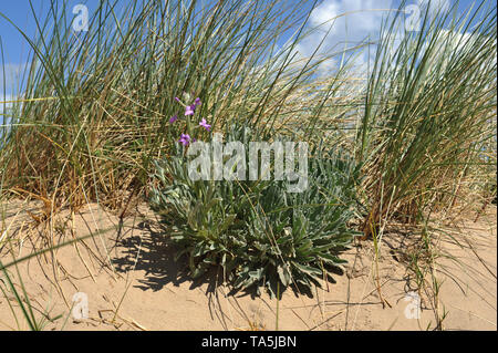 Meeresbestand wächst auf der sich bewegenden Sanddüne in Gower, Swansea, Wales Stockfoto