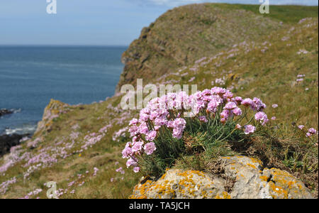 Meer Rosa oder Sparsamkeit wachsen in der felsenhöhle Klippen nutzt eine Spalt im Felsen auf Burry Holmes, Gower, Swansea Stockfoto