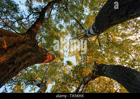 Unter Baum im Wald im Herbst Stockfoto