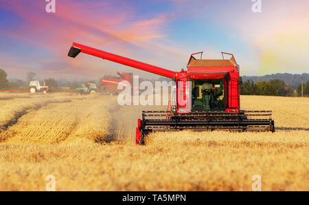Weizenfeld mit harvester Stockfoto