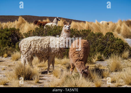 Gruppe von Lamas im Nationalpark Avaroa, Bolivien. Essen Gras Stockfoto