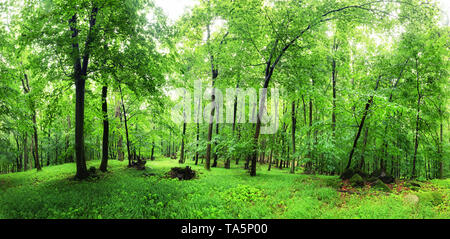 Grünen Wald und Gras mit Bäumen Stockfoto