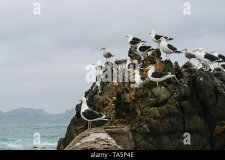 Möwen in einem Felsen an der Küste von Chile. Pazifischer Ozean Stockfoto