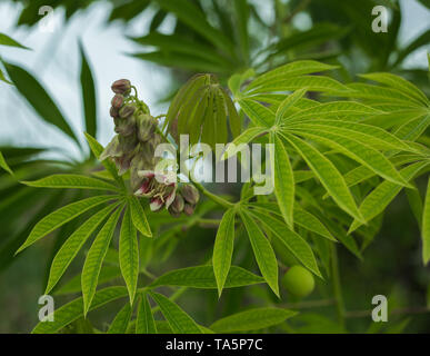 Der Baum 888 verwendet eine Quelle von Gummi auch bekannt als Manihot glaziovii. Blumen casava Stockfoto