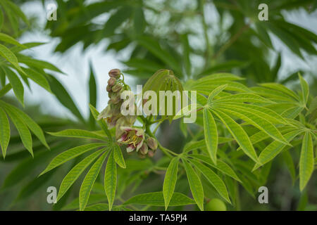 Der Baum 888 verwendet eine Quelle von Gummi auch bekannt als Manihot glaziovii. Blumen casava Stockfoto