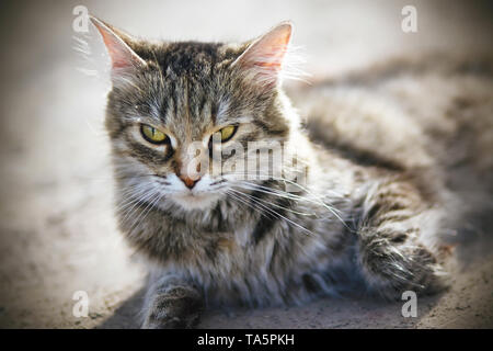 Eine schöne flauschige Katze mit gelben Augen und einem langen Schnurrbart auf dem Boden liegt, beheizte Durch die Strahlen der Sonne und schaut weg. Stockfoto
