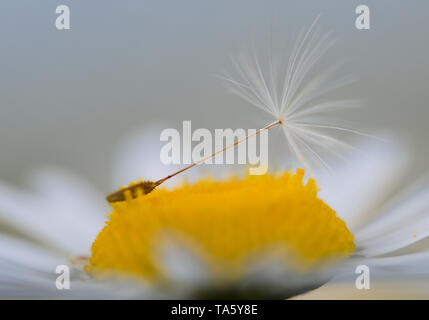 Jacobsdorf, Deutschland. 21 Mai, 2019. Ein Löwenzahn Samen liegt auf der Blume eines mageren Wiese Margerite (Leucanthemum vulgare) auf einer Wiese im Landkreis Oder-Spree. Die Marguerite war oft auch Oracle Blume in früheren Zeiten genannt. Foto: Patrick Pleul/dpa-Zentralbild/ZB/dpa/Alamy leben Nachrichten Stockfoto