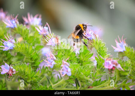 Flauschige Hummel (BOMBUS), sowie die ersten Honig Bienen sammeln Nektar von bunten Blumen in London, UK. Die Insekten sind eine Augenweide für alle die, die über rückläufige Bienenvölker betroffen. Stockfoto