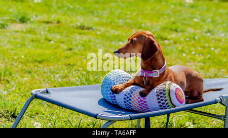 Schönen braunen Dackel suchen und bequem sitzend in einem Sonnen Lounge Chair in einem Garten mit Gras, schönen und sonnigen Frühling Stockfoto