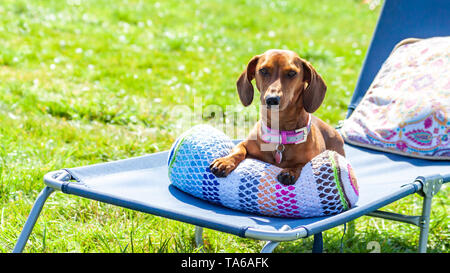 Entspannt Dackel sitzen bequem auf einem Kissen in einer Sonnen Lounge Chair in einem Garten mit Gras, wunderschönen und entspannten Frühling Oens Stockfoto