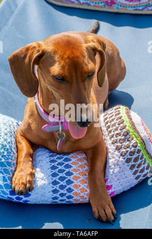 Dackel heraus seine Zunge und sitzen bequem auf einem Kissen in einer Sonnen Lounge Chair, wunderschönen und sonnigen Frühling Stockfoto