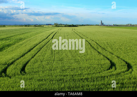 Grünes Weizenfeld, Traktorspuren, Solaranlagen im Hintergrund Stockfoto