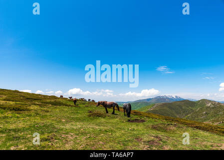 Gruppe Pferde in Central Balkan National Park, alten Berg, Bulgarien Stockfoto