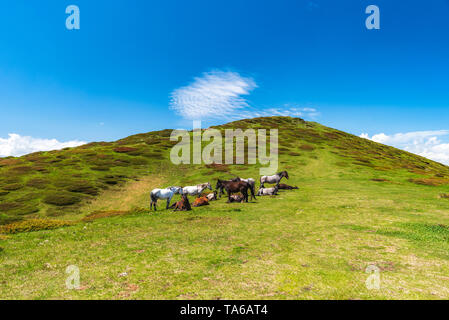 Gruppe Pferde in Central Balkan National Park, alten Berg, Bulgarien Stockfoto