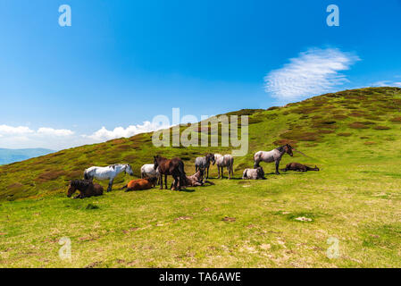 Gruppe Pferde in Central Balkan National Park, alten Berg, Bulgarien Stockfoto