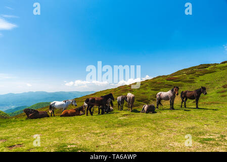 Idyllische Landschaft in den Alpen mit Pferde grasen in frischen grünen Wiesen Stockfoto