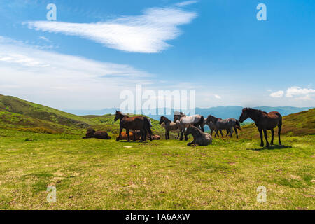 Idyllische Landschaft in den Alpen mit Pferde grasen in frischen grünen Wiesen Stockfoto