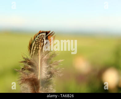 Feder closeup durch Wind geblasen, verschwommenen Hintergrund Stockfoto