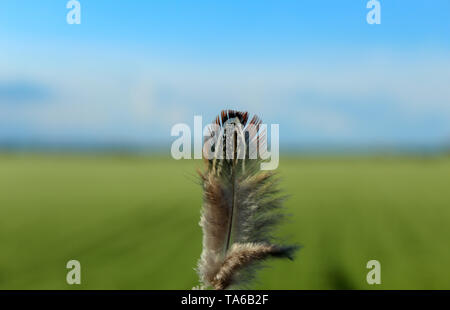 Feder closeup durch Wind geblasen, verschwommenen Hintergrund Stockfoto