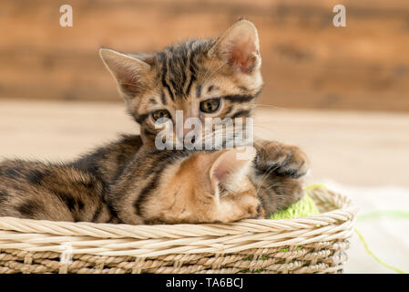 Little Brown Striped bengal Kittens in einem Weidenkorb Stockfoto