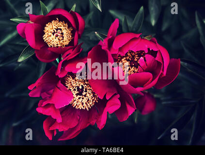 Drei dunkel rosa Pfingstrosen im Garten, Ansicht von oben. Stockfoto