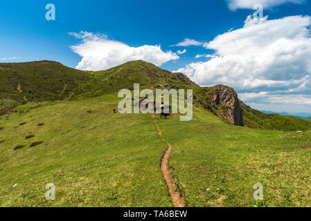 Berg Kühe in sonniger Frühlingstag Stockfoto