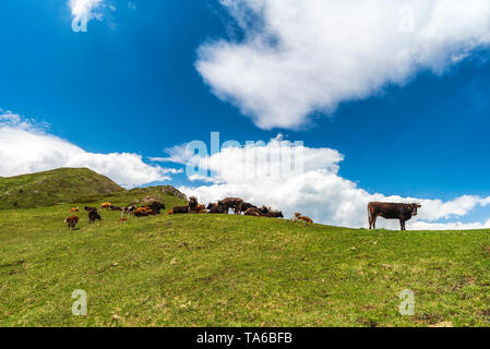 Berg Kühe in sonniger Frühlingstag Stockfoto