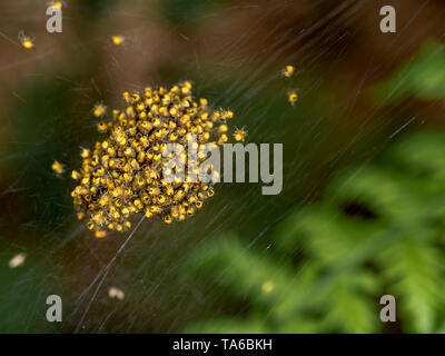 Baby orb Weaver spinnen, Spiderlings, im Nest, Gelb und Schwarz, Makro. Stockfoto