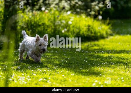 Eric und Ernie, witzige Namen von Comedy greats für zwei West Highland White Terrier Schwestern, spielen in einem Garten. Stockfoto