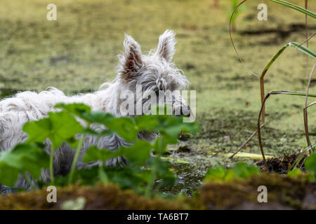 Eric und Ernie, witzige Namen von Comedy greats für zwei West Highland White Terrier Schwestern, spielen in einem Garten. Stockfoto