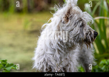 Eric und Ernie, witzige Namen von Comedy greats für zwei West Highland White Terrier Schwestern, spielen in einem Garten. Stockfoto