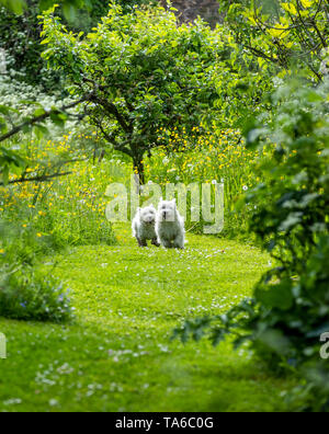 Eric und Ernie, witzige Namen von Comedy greats für zwei West Highland White Terrier Schwestern, spielen in einem Garten. Stockfoto