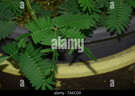 Nach dem Berühren der einzelnen Blätter Verschieben der Maßnahme oder zombie Pflanze, sensible Mimosa pudica oder schläfrig Anlage oder dormilones oder zombie Anlage mit Co Stockfoto