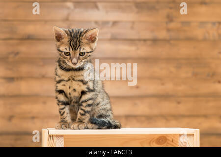 Schöne kleine Bengal Kitten nach unten beim Sitzen auf einem hölzernen Kasten Stockfoto