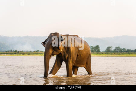 Elefanten zu Fuß aus dem Gandak Fluss nach seiner Badewanne, in Chitwan Nationalpark Nepal Stockfoto