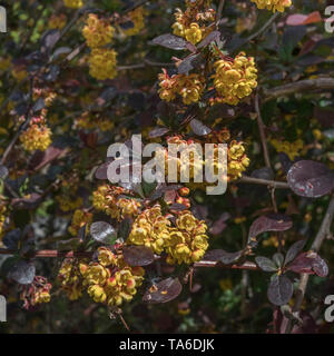 Gelbe Blumen von Berberis thunbergii atropurpureum/Lila oder Japanischen Berberitze Berberitze im Sonnenschein. Einige Berberis sp. In der Volksmedizin verwendet. Stockfoto