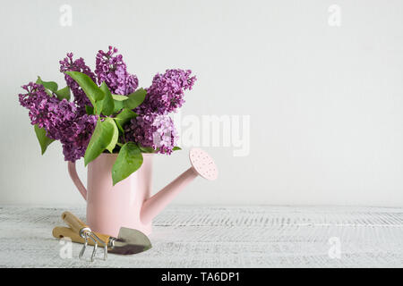 Dekorative pink Gießkanne mit Lila Lila Blumen auf weißem Holztisch. Gartenarbeit Konzept. Frühling und Sommer. Platz für Text. Stockfoto