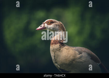 Nilgans close up in Grün von Hyde Park, London, UK Stockfoto