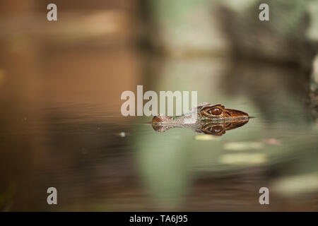 Caiman ausblenden Unterwasser Stockfoto