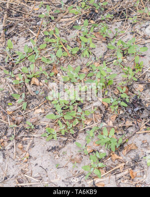 Geglaubt, den Speer zu sein-leaved Melde/Atriplex Hastata. Die jungen Blätter können hat gekocht und gegessen, die ausgezeichnete "grünen" werden. Stockfoto