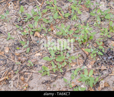 Geglaubt, den Speer zu sein-leaved Melde/Atriplex Hastata. Die jungen Blätter können hat gekocht und gegessen, die ausgezeichnete "grünen" werden. Stockfoto