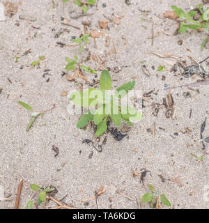 Geglaubt, den Speer zu sein-leaved Melde/Atriplex Hastata. Die jungen Blätter können hat gekocht und gegessen, die ausgezeichnete "grünen" werden. Stockfoto