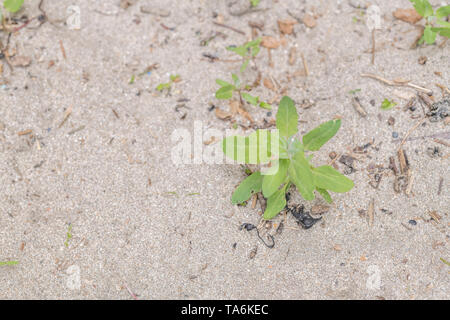 Geglaubt, den Speer zu sein-leaved Melde/Atriplex Hastata. Die jungen Blätter können hat gekocht und gegessen, die ausgezeichnete "grünen" werden. Stockfoto