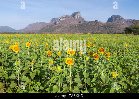 Sonnenblumenfelder, Thailand Stockfoto