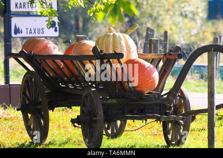 Große Kürbisse auf isolierte alte antike Holz- Warenkorb Wagen in hellen Herbstsonne auf einer Wiese von einem niederländischen ländlichen Bauernhof - Niederlande Stockfoto