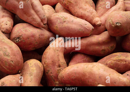 Dunkel orangefarbenen Süßkartoffeln Beauregard, lpomoea batatas hoch in Beta Carotin, Ballaststoffe und Kohlenhydrate für Monate gespeichert, wenn geheilt werden kann. Stockfoto