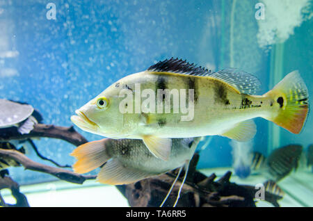 Fisch cichla monoculus im Aquarium Stockfoto