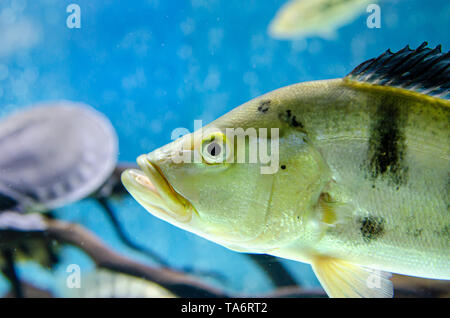 Fisch cichla monoculus im Aquarium Stockfoto