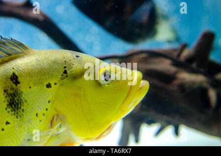 Fisch cichla kelbri im Aquarium Stockfoto