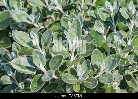 Stachys byzantina (Lamm Ohr, Woolly hedgenettle) Pflanze, eine specis der Stachys, flauschig und Wut Blätter im Frühling in West Sussex, England, UK. Stockfoto